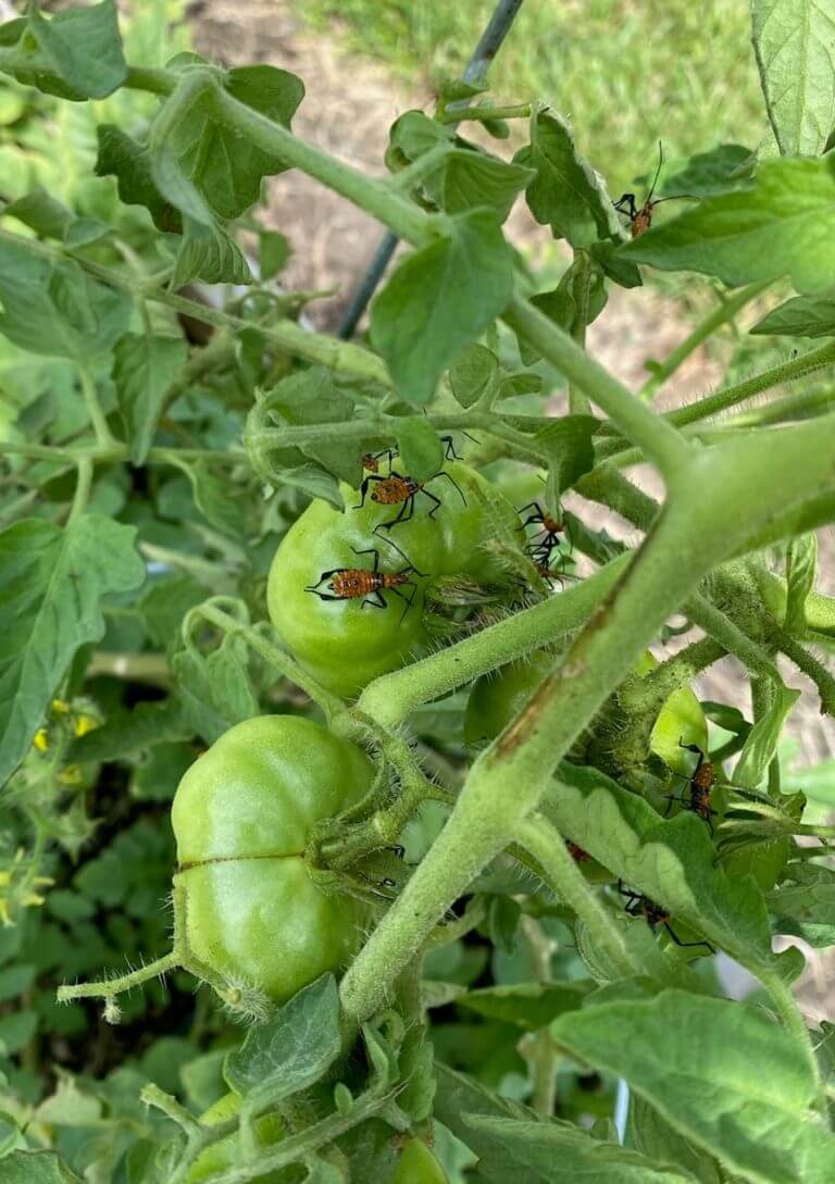 saffron bugs eating my tomatoes | BUGSPRAY PEST CONTROL AND TREATMENTS