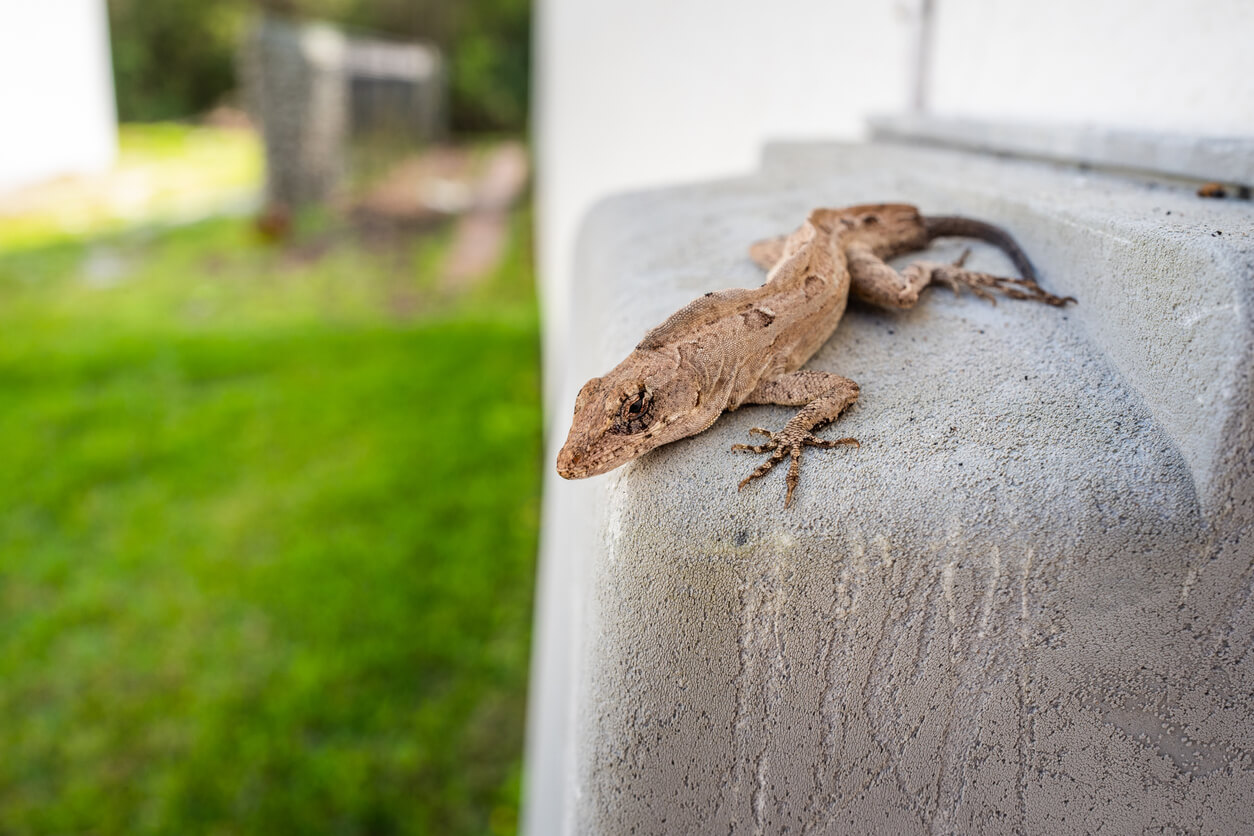 lizard control and treatments for the home yard and garden