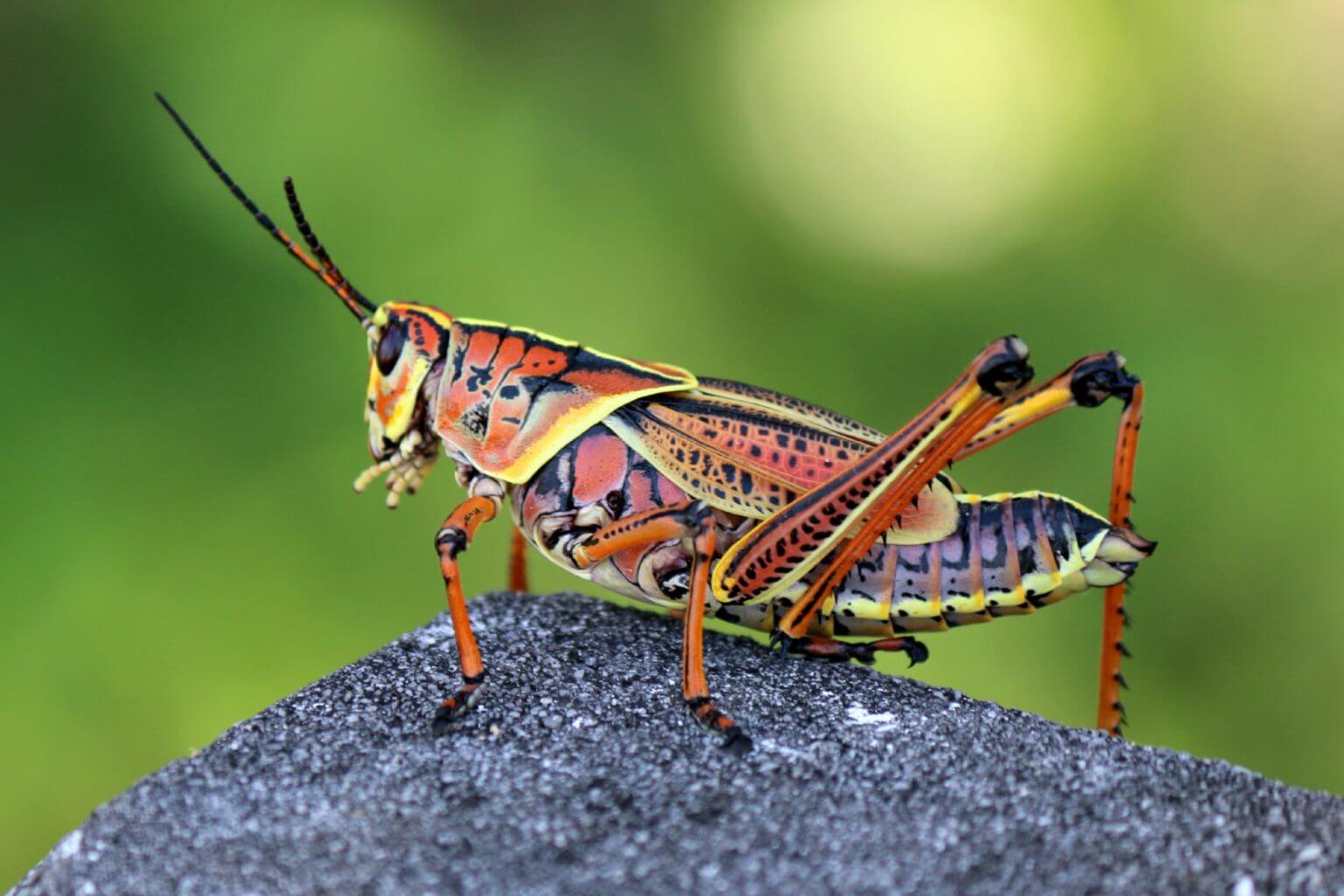 grasshopper control and treatments for the home yard and garden