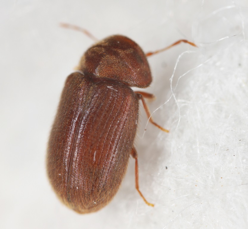 drugstore beetles how to get rid