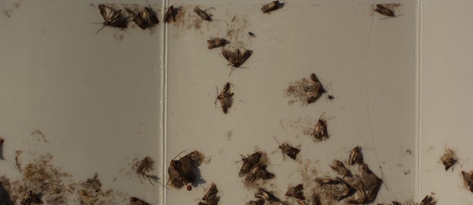 moths stuck on moth trap