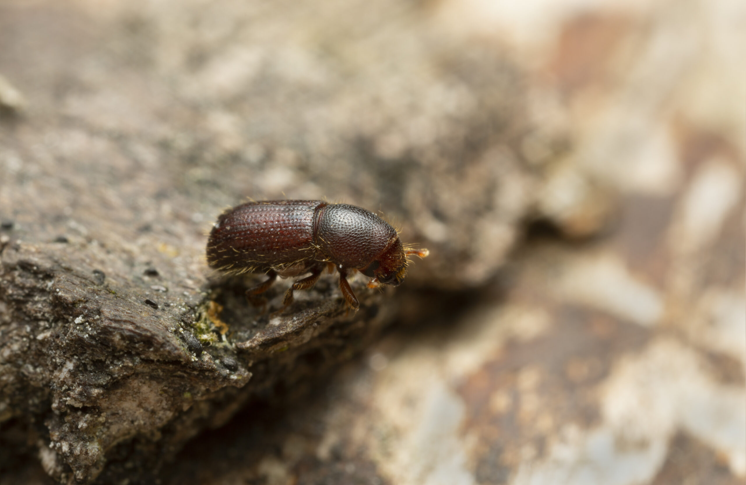 BARK BEETLE CONTROL AND TREATMENT | BUGSPRAY | BUGSPRAY.COM