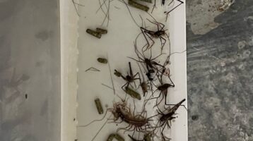 Cave Cricket Traps