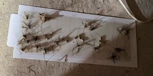 Cave Crickets Trapped