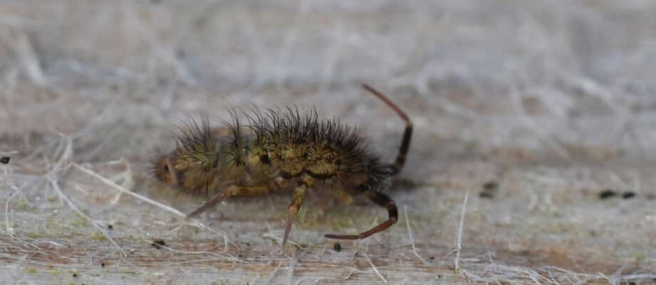 Natural extreme closeup on a slender hairy European springtail orchesella villosa