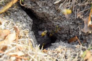 Yellow Jacket ground nest under a bush