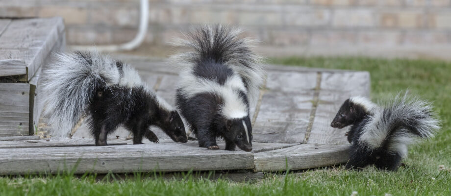 Skunks on deck