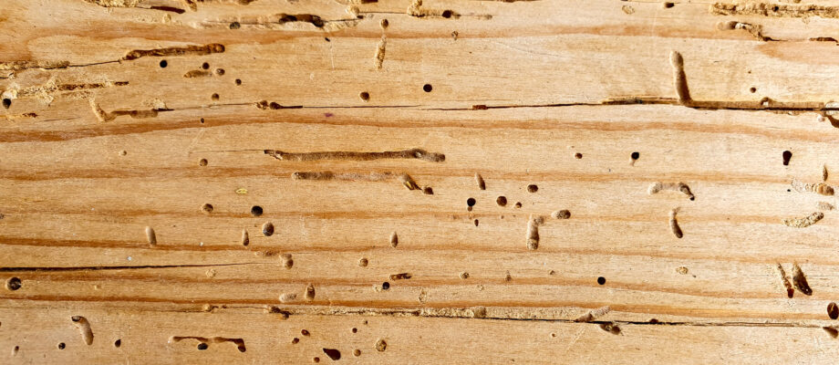Wood Borers in Hardwood Flooring