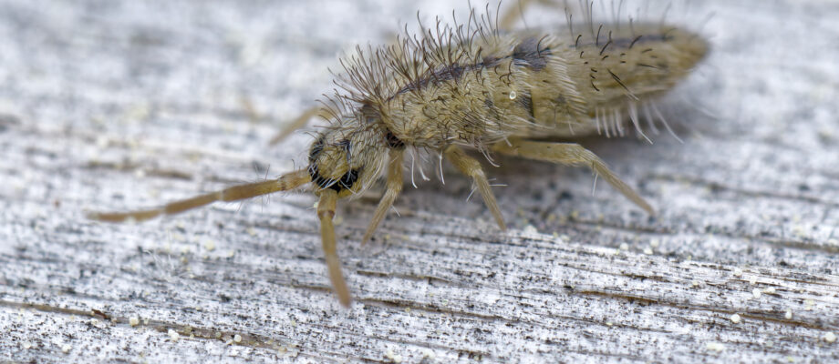 Springtail on Pool Decking