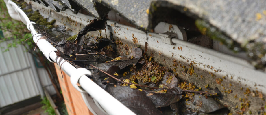 Gutters clogged with water and leaves and bugs