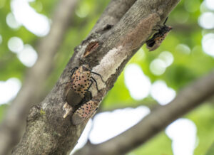 Spotted Lanternfly lays eggs on tree