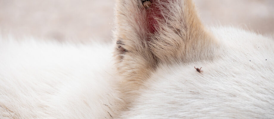 White dog with black mites on ear