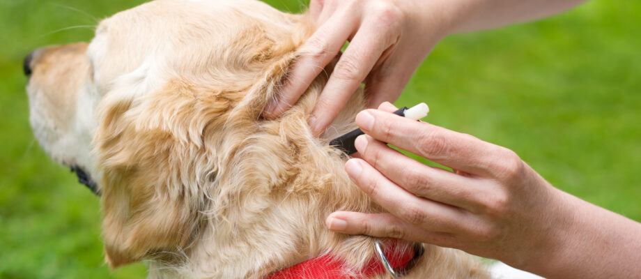 Removal of a dog tick