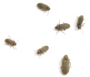 Furniture Beetles