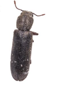 Powderpost Beetle
