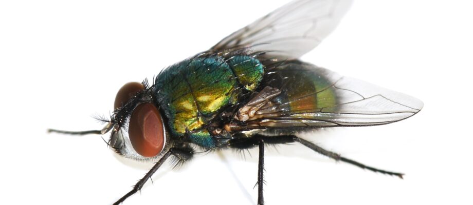 Green bottle fly Lucilia sericata