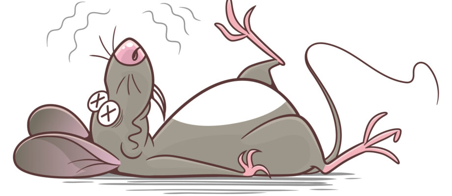Dead Rodent