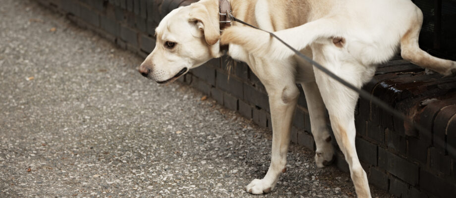 Dog peeing on my stoop