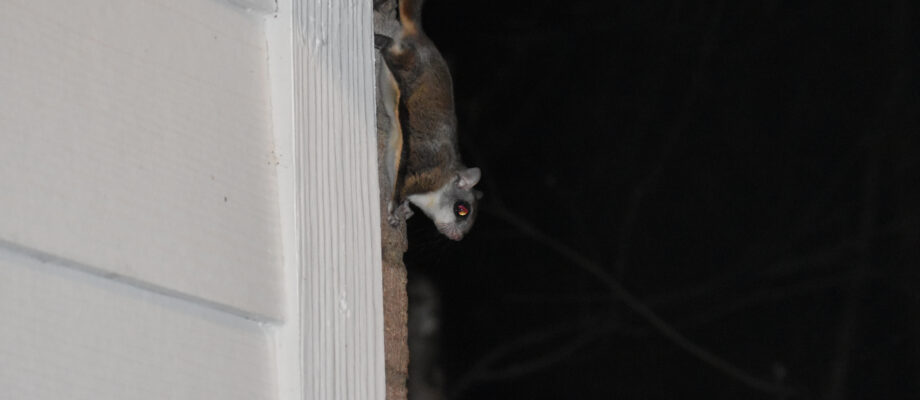 Southern Flying Squirrel on my house siding