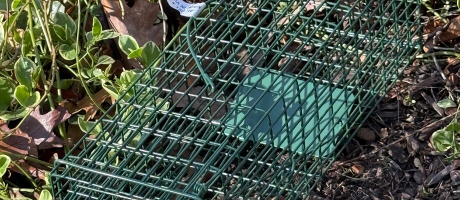 Green Live Trap Best Price on Internet