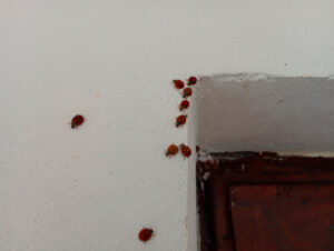 Lady Beetles inside around window