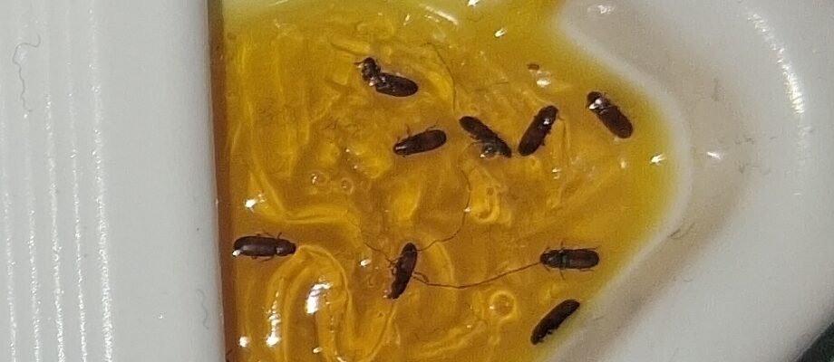 Pantry Patrol Trap with Bugs