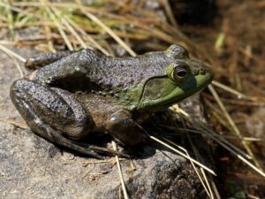 American Bullfrog adult male sitting above water