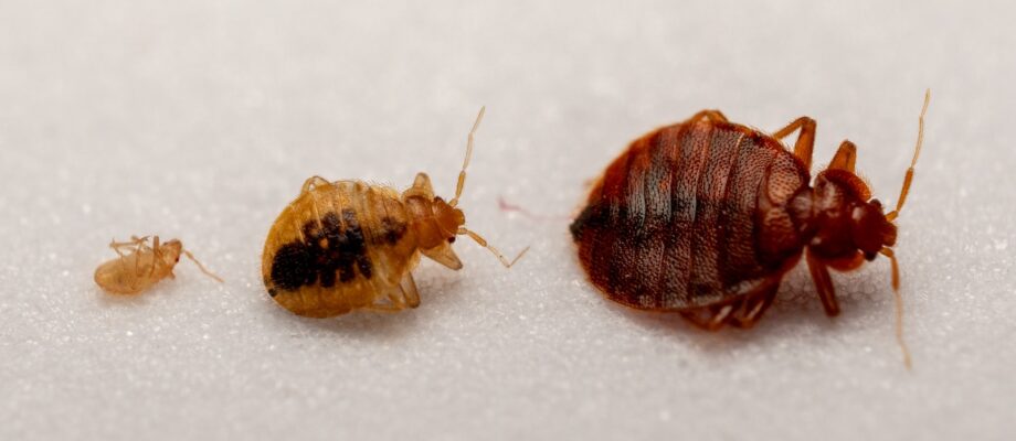 Bed Bug (Cimex lectularius) Life Cycle Stages – Nymphs and Adult