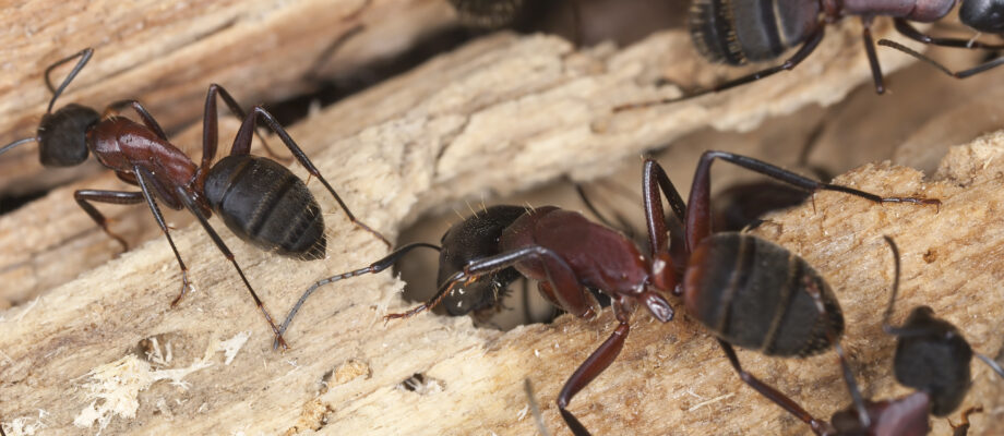 Carpenter ants, Camponotus herculeanus, chewing through wood