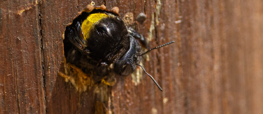 Carpenter bee - Xylocopa caffra, drilling into wood