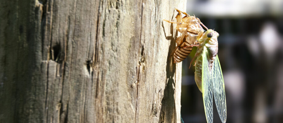 A cicada emerging from its exoskeleton on a wooden post in Florida.
