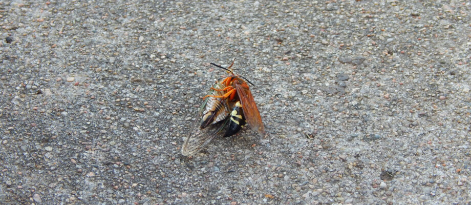 Cicada Killer finding dinner