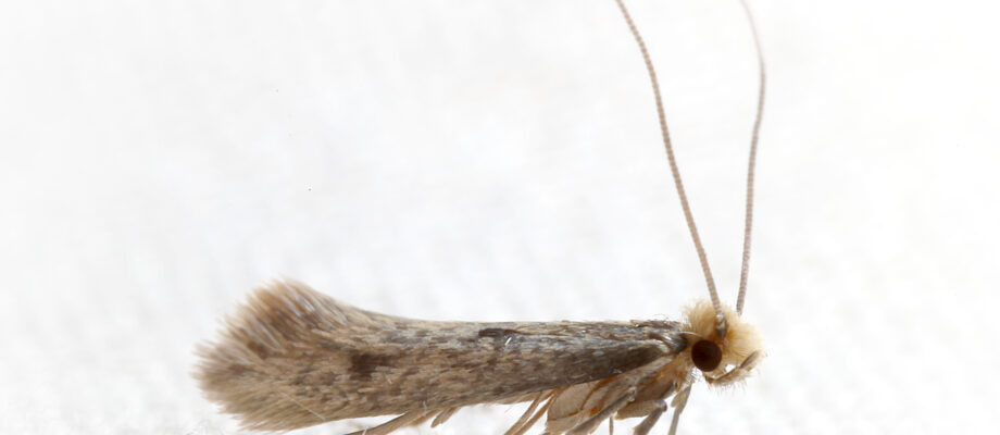 Clothes Moth (Tineidae)