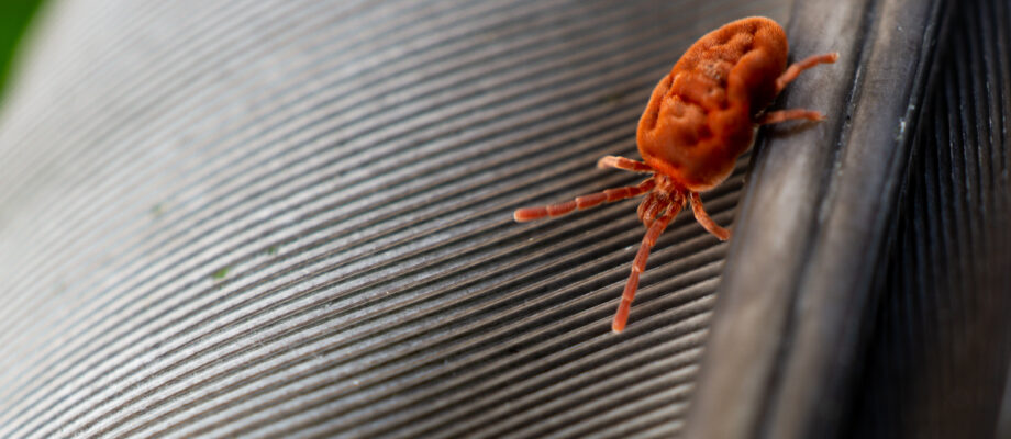 Closeup of a Clover mite on my Deck Railing