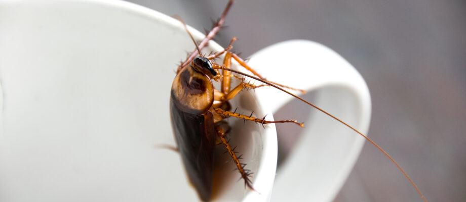 Close up cockroach in my coffee mug