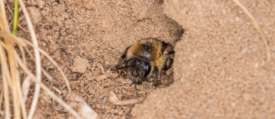Digger Bee in Ground nest