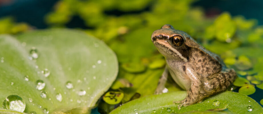 A baby wood frog sitting on a floating plant in a pond.