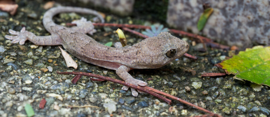 Gecko invading home