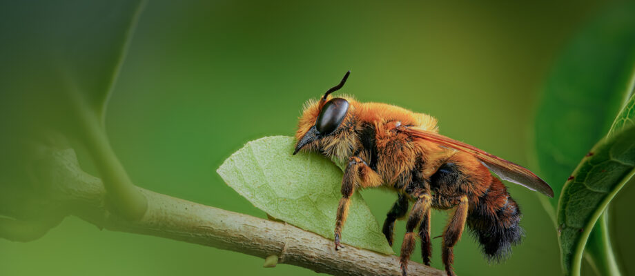 Leafcutter Bee with a leaf
