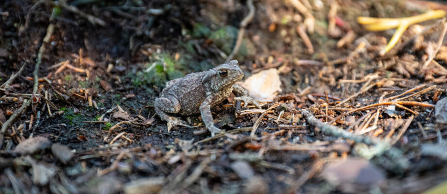 Toad in yard