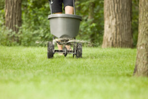 Treating the yard with Maxxthor granules