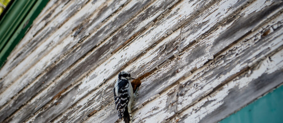 Wood Pecker making holes in my house