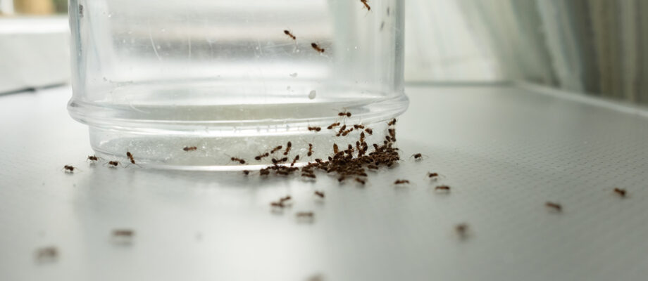 ANTS ON GLASS