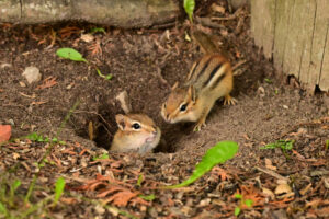 A baby and mother chimpmunks at the entrance to their burrow