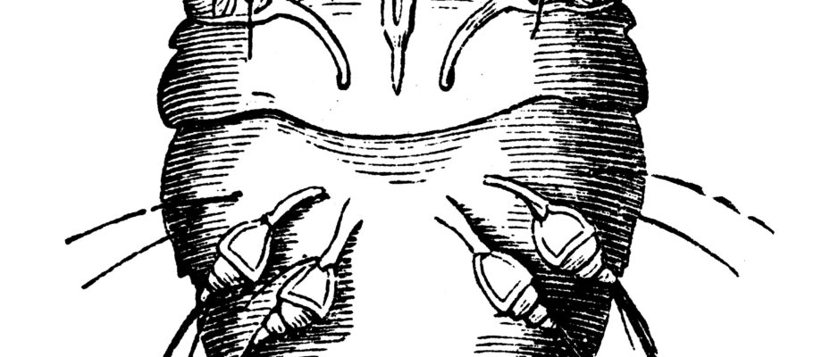 Itch mite (Sarcoptes scabiei)