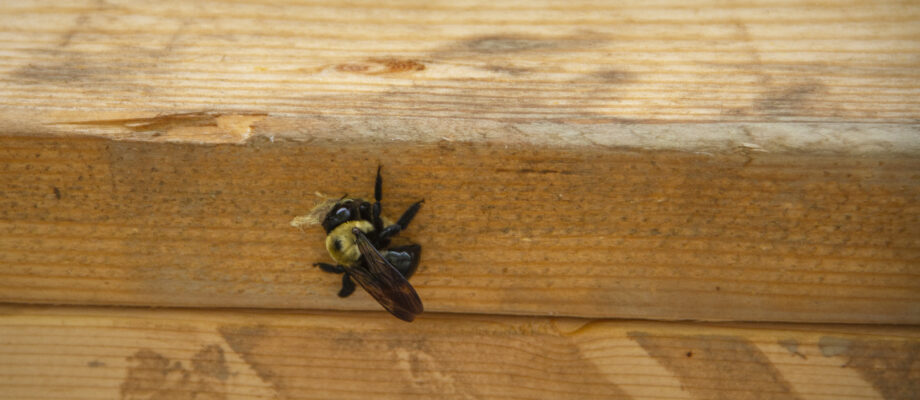 Wood Bee chewing a hole in the wooden posts of my porch.