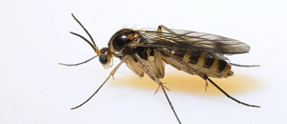 Close-up image of a gnat
