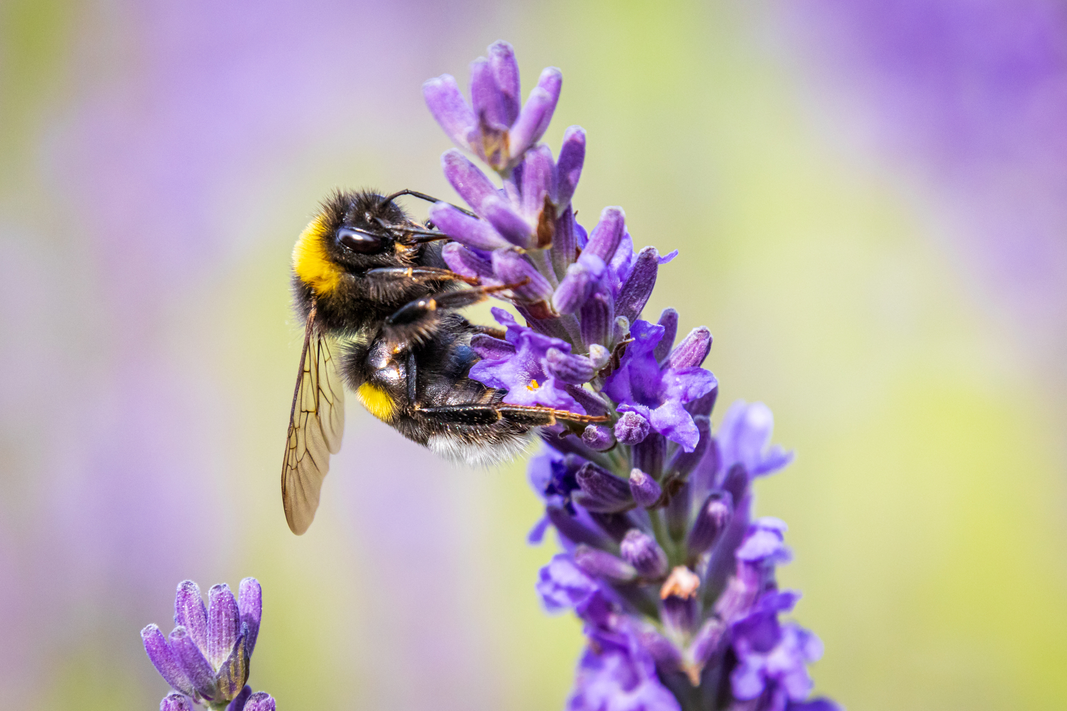 bumblebee control and spray for the home yard and garden