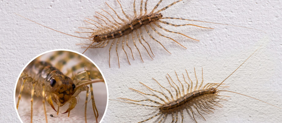 Centipedes on the wall look in different directions. Portrait of insect, closeup.
