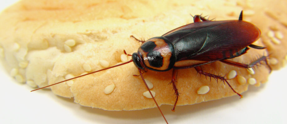 Palmetto Roach chowing down on sandwich bread